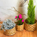 Kit de Vaso Cachepot Natural - 3 Peças
